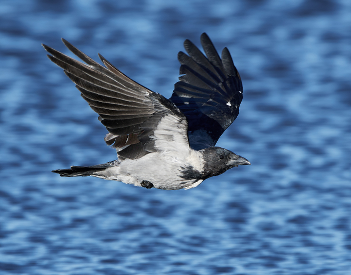 Hooded-Crow-Corvus-cornix.webp Hooded crow flying over the ocean