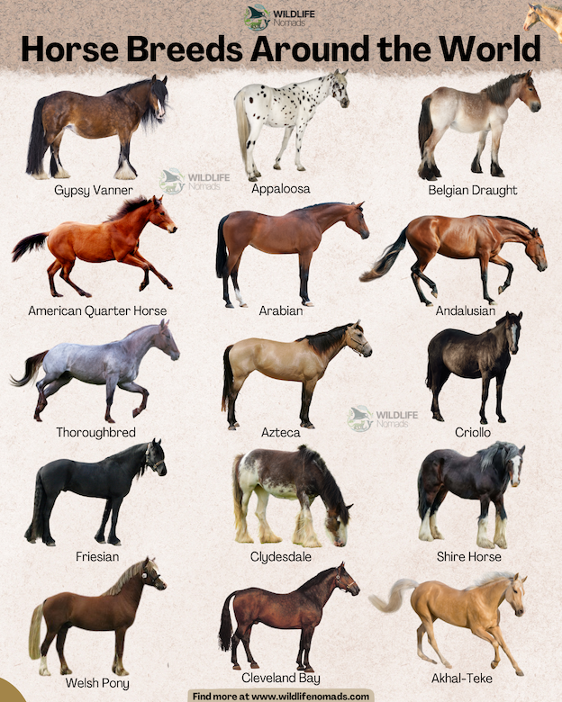 A professional infographic titled 'Horse Breeds Around the World' featuring 15 different horse breeds including the Gypsy Vanner, Appaloosa, Arabian, and Azteca. Each horse is shown as a high-quality profile cutout on a neutral background with its name clearly labeled below.