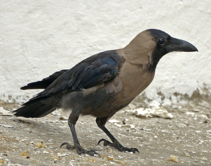 House-Crow-Corvus-splendens.webp close up of a House Crow on the ground
