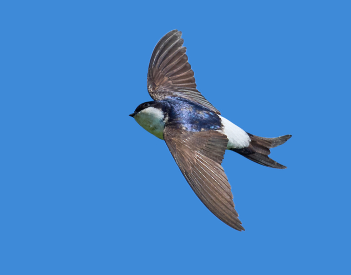 House-Martin-Delichon-urbicum.webp House Martin flying with its wing wide extended in the air