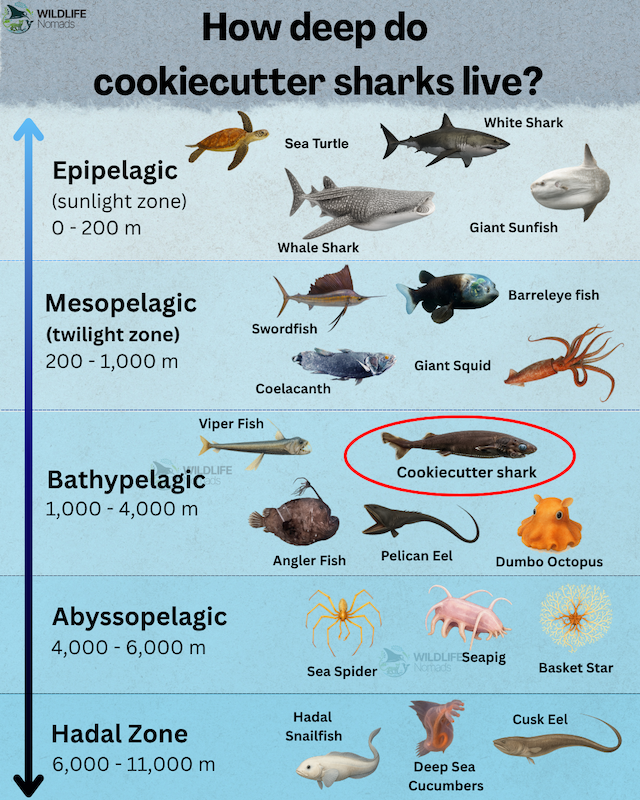 How-deep-do-cookiecutter-sharks-live-infographic-ocean-layers.webp chart infographic showing the ocean layers and pointing where cookiecutter sharks live
