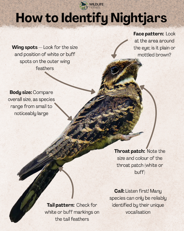How to Identify Nightjars infographic