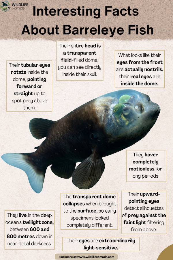 Interesting-Facts-About-Barreleye-Fish.webp Interesting 7 written Facts About Barreleye Fish