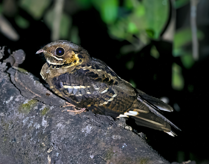 close up of a Jerdon's Nightjar 