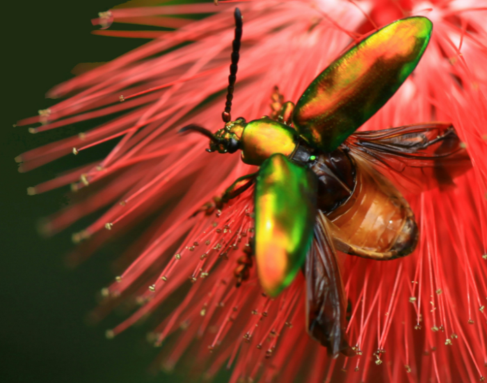 Jewel Beetle on a flower with its wings extended