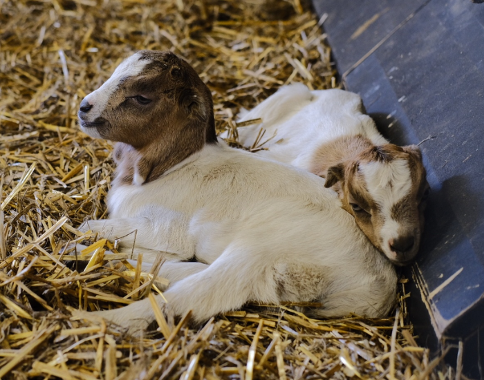 two  LaMancha Goat babies 