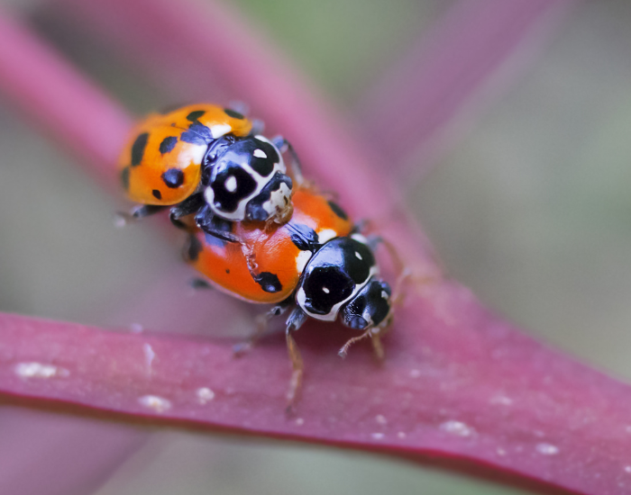 Lady-Beetles-Ladybird-Beetles.webp Close up of two lady beetles mating