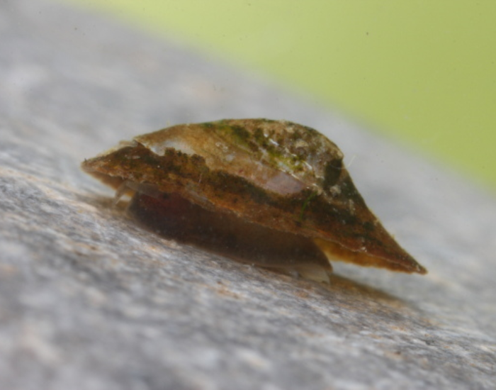 Lake-Limpet-Acroloxus-lacustris.webp Lake Limpet close up on a rock