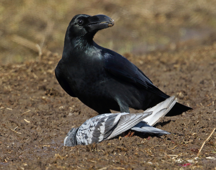 Large-Billed-Crow-Corvus-macrorhynchos.webp a Large-Billed Crow with a dead pigeon on the ground