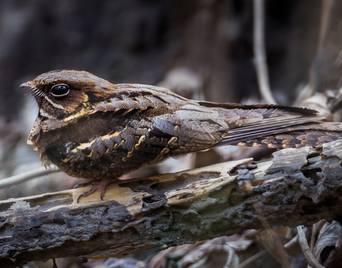 a  Large-tailed Nightjar bird in the wild standing on a tree branch