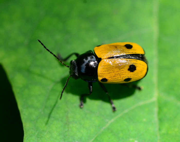 Leaf-Beetle.webp Leaf Beetle on a leaf