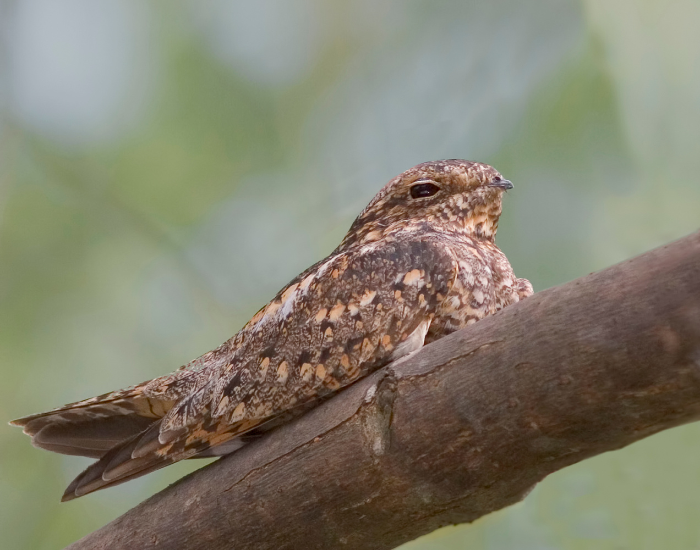  Lesser Nighthawk  on a tree in its natural habitat