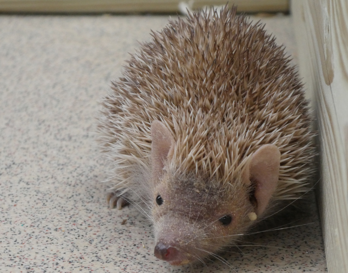 Lesser hedgehog tenrec inside a house, close up