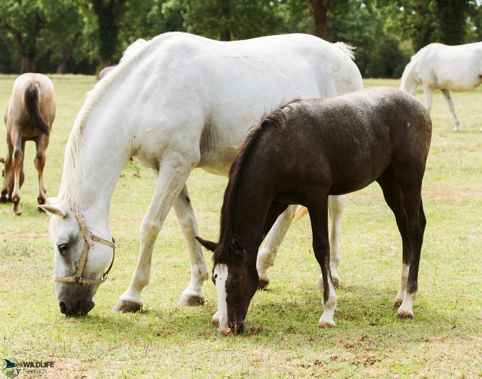 Lipizzaner horse mom and calf eating grass