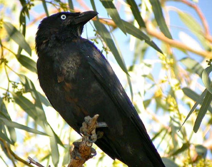 Little-Crow-Corvus-bennetti.webp close up of a Little Crow in a tree