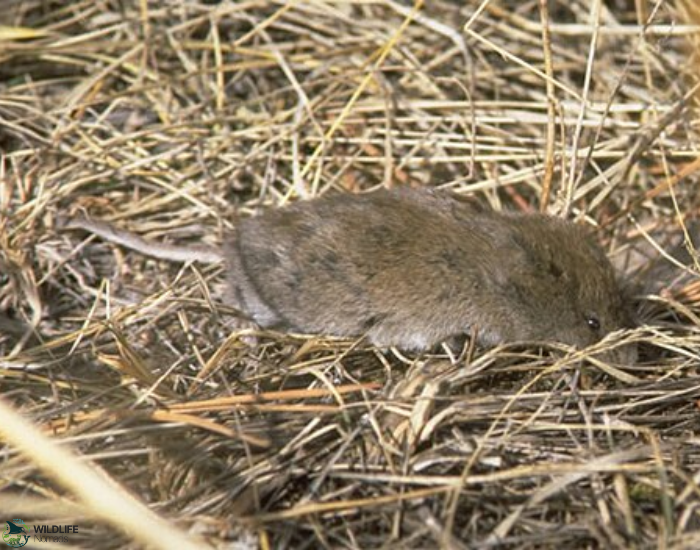 Long-tailed Vole