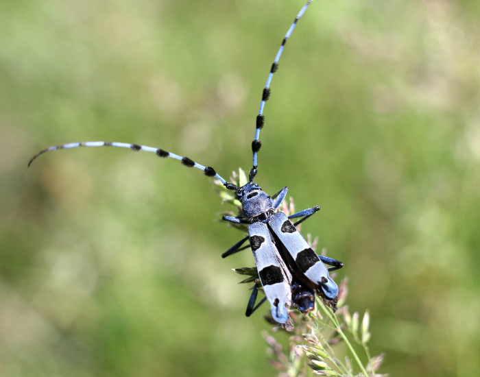 Longhorn-Beetle-Long-Horned-Beetles.webp close up of a Longhorn Beetle in its habitat