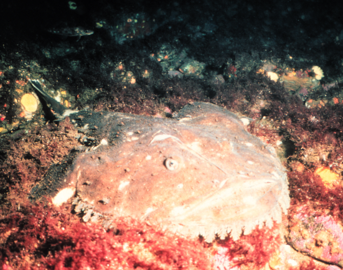 American monkfish in its natural habitat