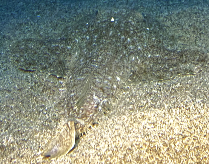 monkfish camouflaged on the ocean floor