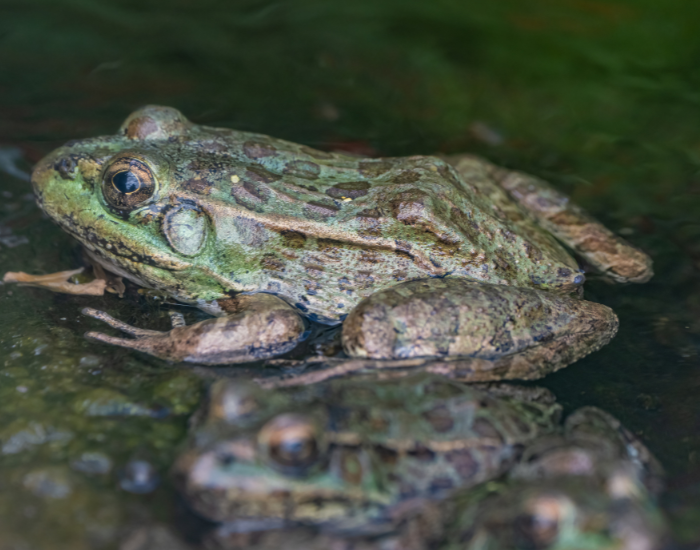 Lowland Leopard Frog laying in a pond