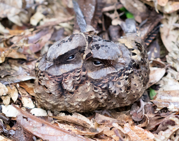 two  Madagascar Nightjars camouflaged with leaves on the ground