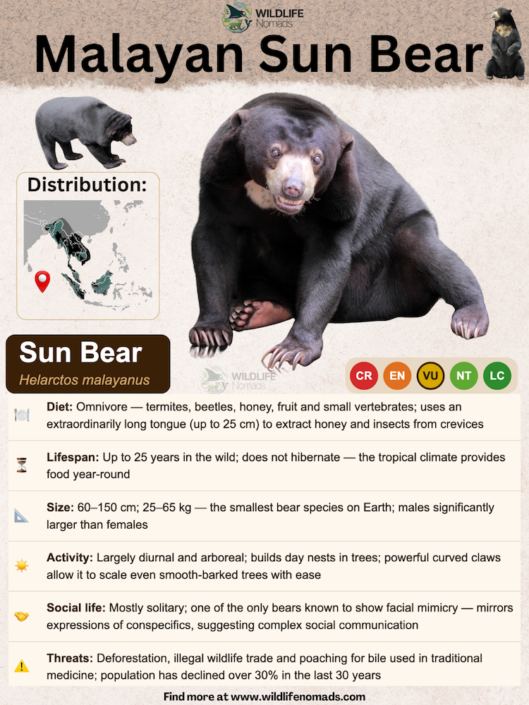 Malayan-Sun-Bear-species-animal-profile.webp Malayan Sun Bear species profile