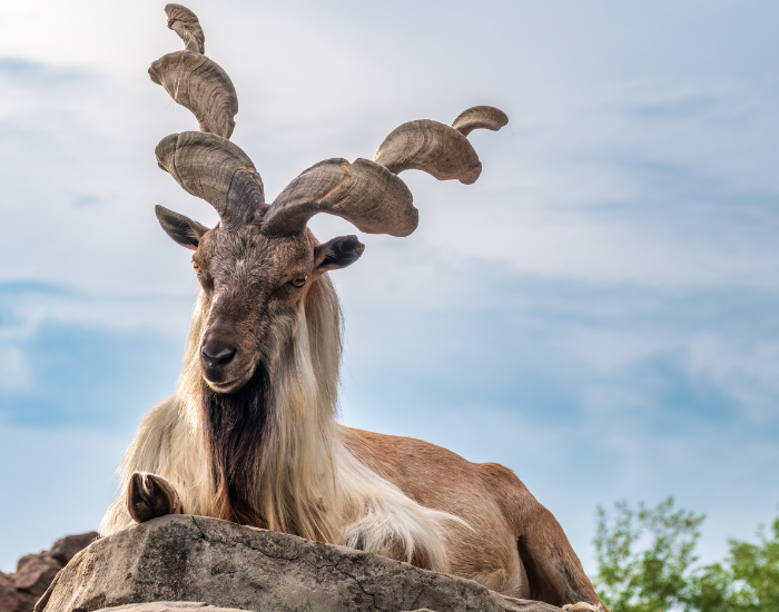 close up of a Markhor goat