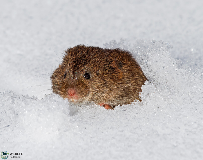 Meadow Vole half buried in snow during winter