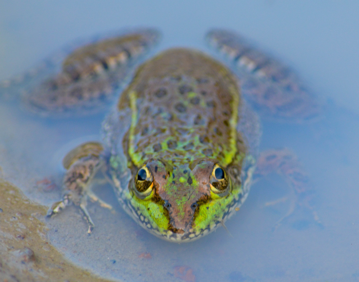 Montezuma Leopard Frog inside a pong laying still
