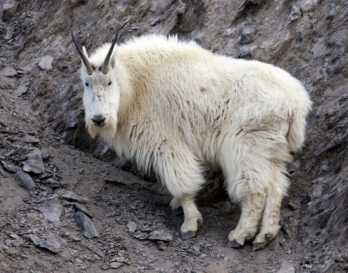 Mountain goat on a cliff during the day