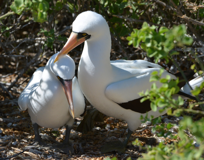 two nazca booby birds in the wild