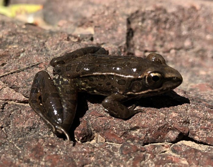 Neovolcanic Leopard Frog in its natural habitat