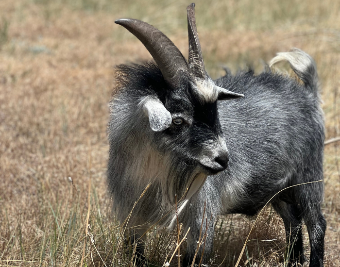 close up of a juvenile Nigerian Dwarf Goat 