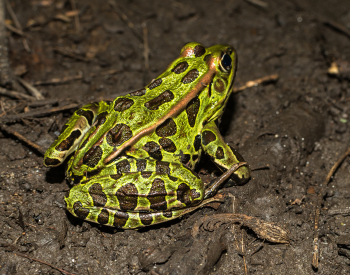 Northern Leopard Frog on the ground