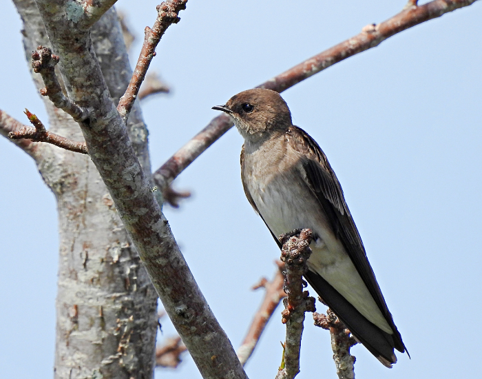 Northern-Rough-Winged-Swallow-Stelgidopteryx-serripennis.webp Northern Rough-Winged Swallow perched on a tree