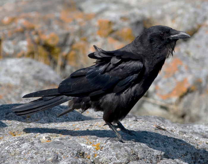 Northwestern-Crow-Corvus-caurinus.webp close up of a Northwestern Crow