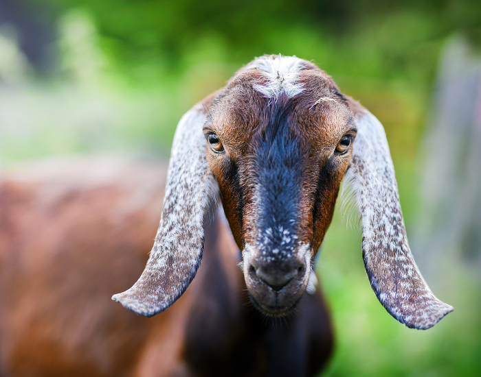 close up of a  Nubian Goat