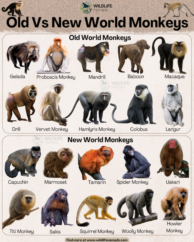 Old Vs New World Monkeys infographic showing 10 types for each category