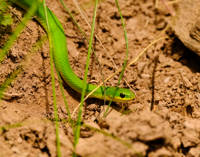green smooth snake crawling