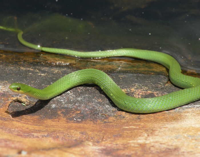 green smooth snake on the ground