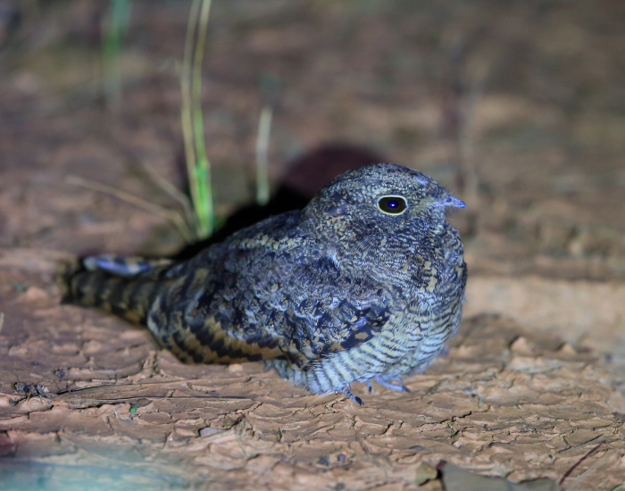Pennant-winged Nightjar bird laying on the ground at night