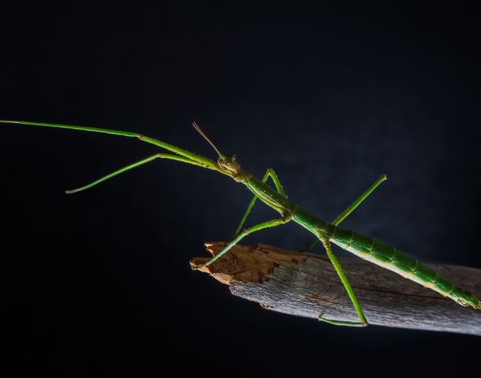Phobaeticus-serratipes-stick-insect-2.webp close up of a Phobaeticus serratipes with black background