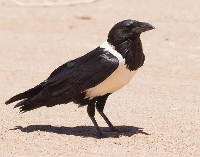 Pied-Crow-Corvus-albus.webp close up of a Pied Crow on sand