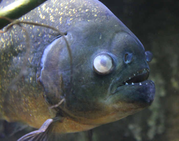 Piranha-close-up.webp close up of a piranha