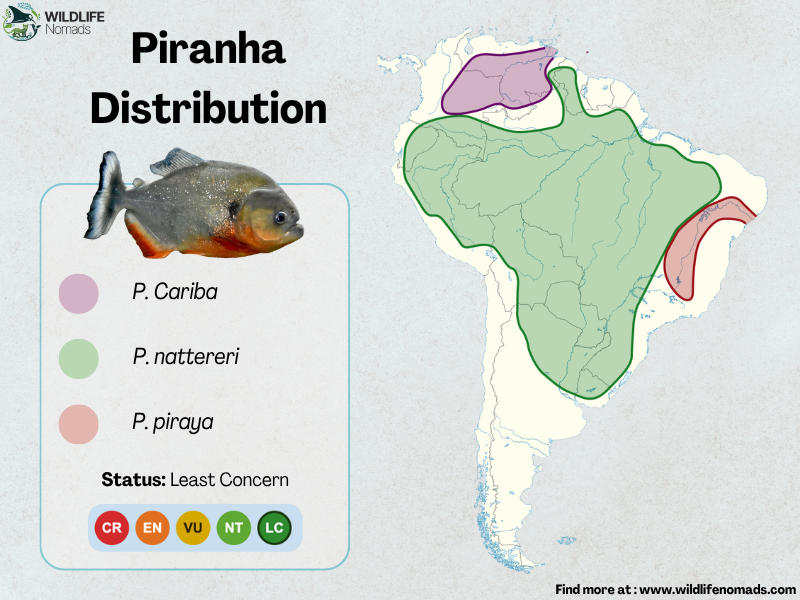 Piranha-distribution-in-south-america-.webp Piranha distribution in south america