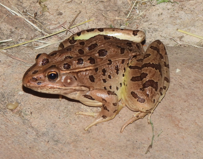 Plains Leopard Frog standing still