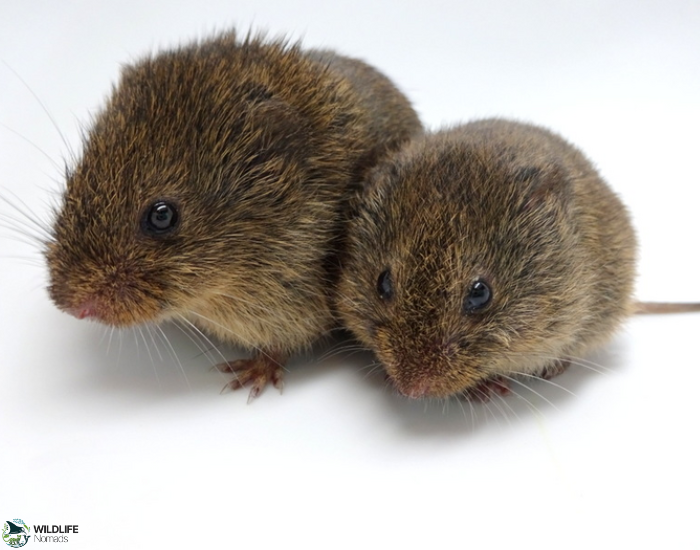 two Prairie Voles with white background