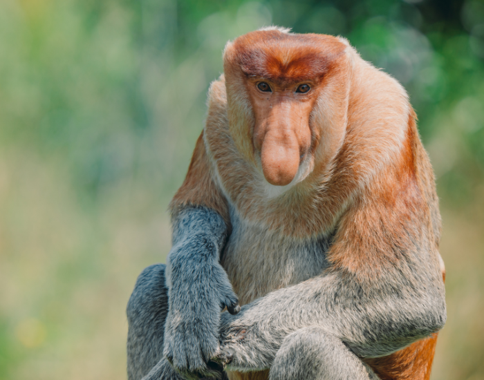 Proboscis-Monkey.webp Proboscis Monkey close up sitting