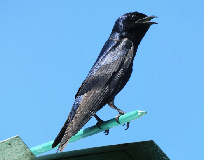 Purple-Martin-Progne-subis.webp Purple Martin on top of a stick