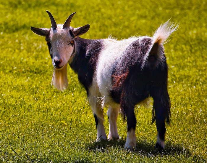close up of a Pygmy Goat  standing on grass